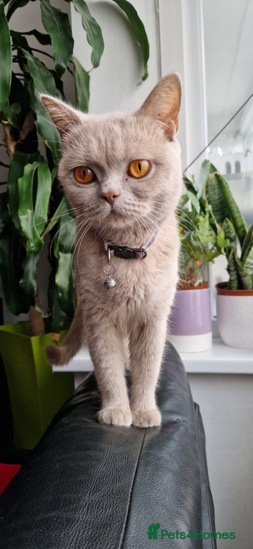 British Shorthair cats for sale: British shorthair mix looking for new home - Advert 1