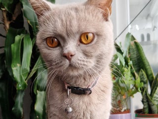 British Shorthair cats British shorthair mix looking for new home - Advert 7