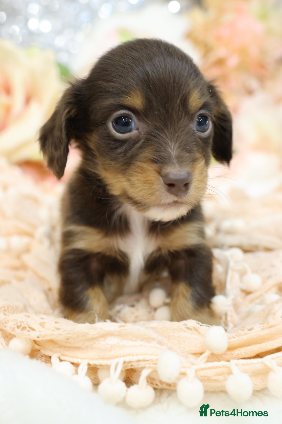 Miniature Dachshund dogs for sale: KC Longhair Miniature Dachshund Puppies - Advert 19