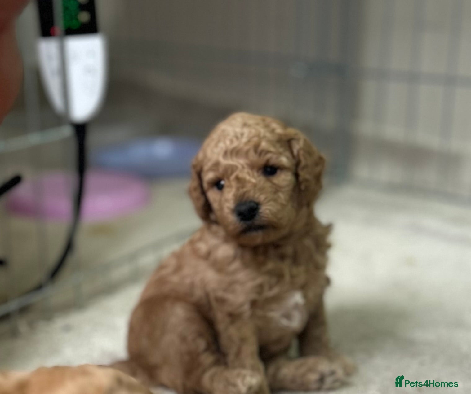 Toy Poodle dogs Toy poodle - Advert 2