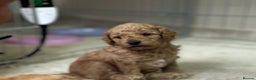 Toy Poodle dogs for sale: Toy poodle - Advert 1