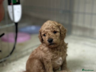 Toy Poodle dogs Toy poodle - Advert 2