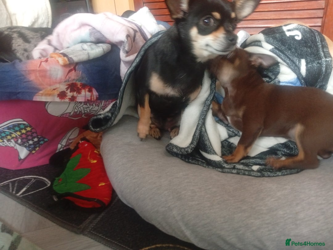 Chihuahua dogs for sale: Last Chocolate Girl - Image 3