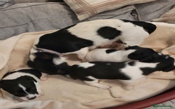 Jack Russell dogs for sale: Puppies - Image 2