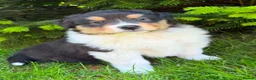 Mixed Breed dogs for sale: Stunning Australian Shepherd x Rough collie pups in Biggar - Advert 14
