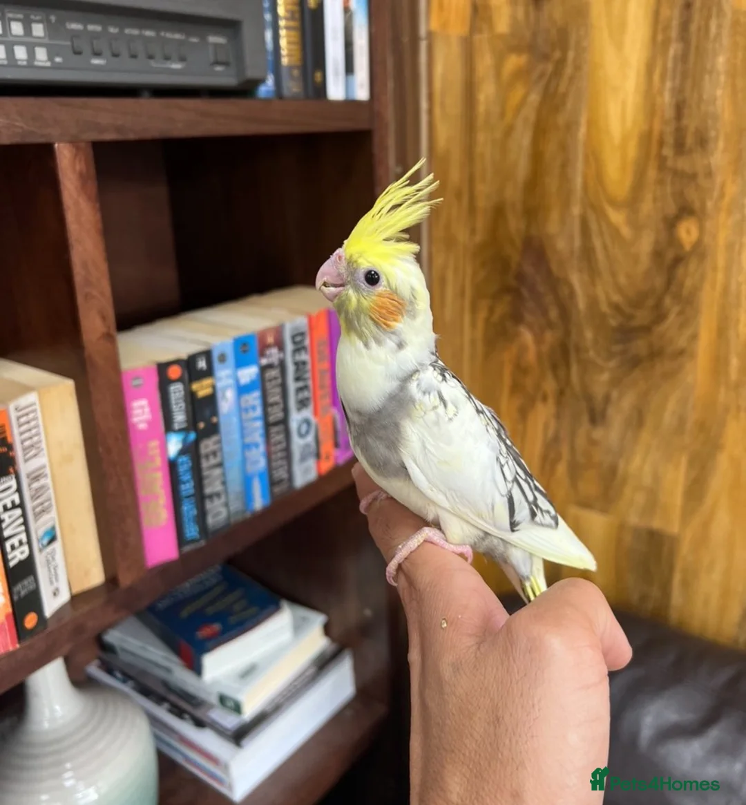 Cockatiels birds for sale: Baby Cockatiels  - Advert 1