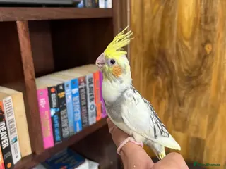 Cockatiels birds Baby Cockatiels - Advert 1