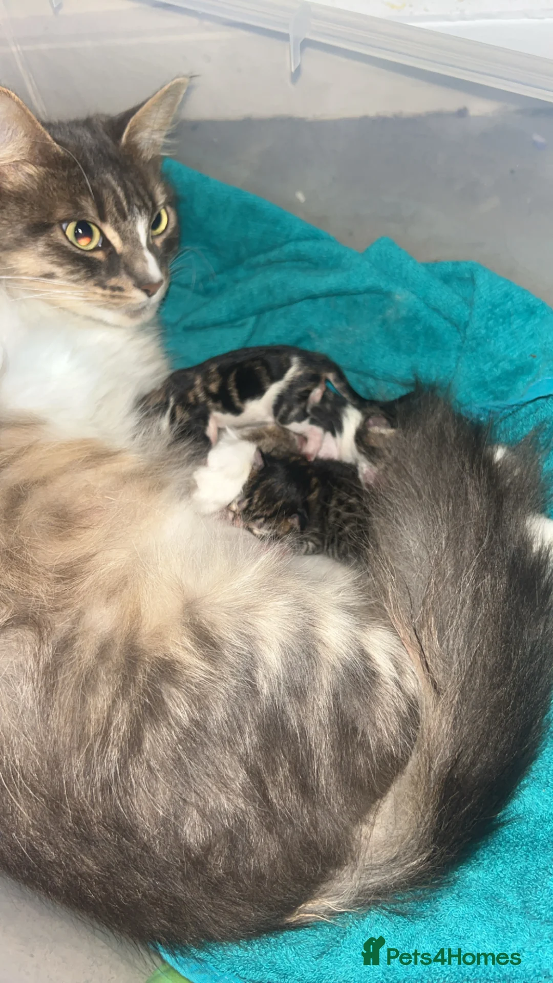 Mixed Breed cats for sale: Mixed kittens 1/4 Mainecoon  - Advert 5