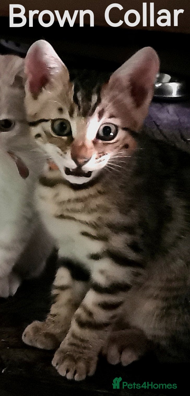 Bengal cats  Silver, Snow & brown Spotted Bengal Kittens - Advert 2