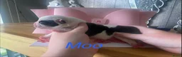 Staffordshire Bull Terrier dogs for sale: Fabulous litter  - Advert 9