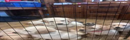 Goldador dogs for sale: Labrador x golden retriever ( goldador) - Advert 2