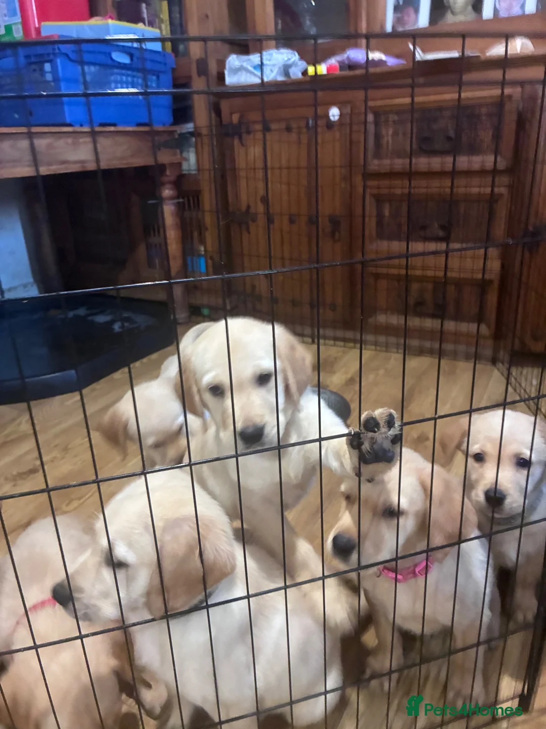 Goldador dogs for sale: Labrador x golden retriever ( goldador) - Advert 2