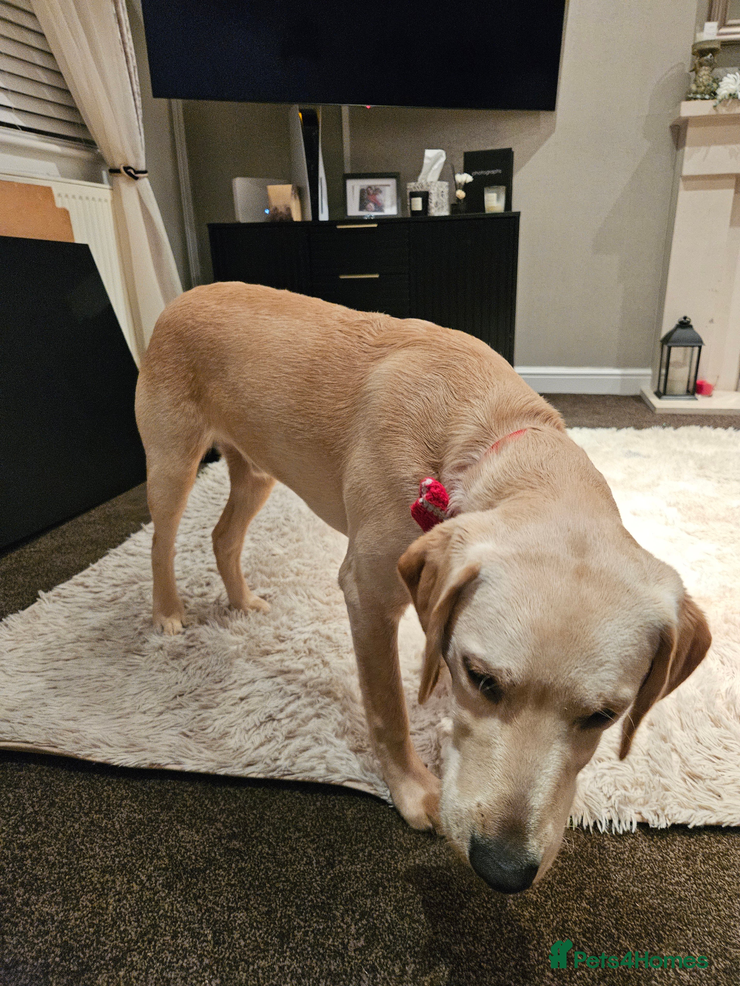 Labrador Retriever dogs 7-Month-Old Labrador for Rehoming - Advert 1