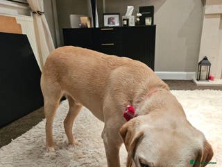 Labrador Retriever dogs 7-Month-Old Labrador for Rehoming - Advert 7