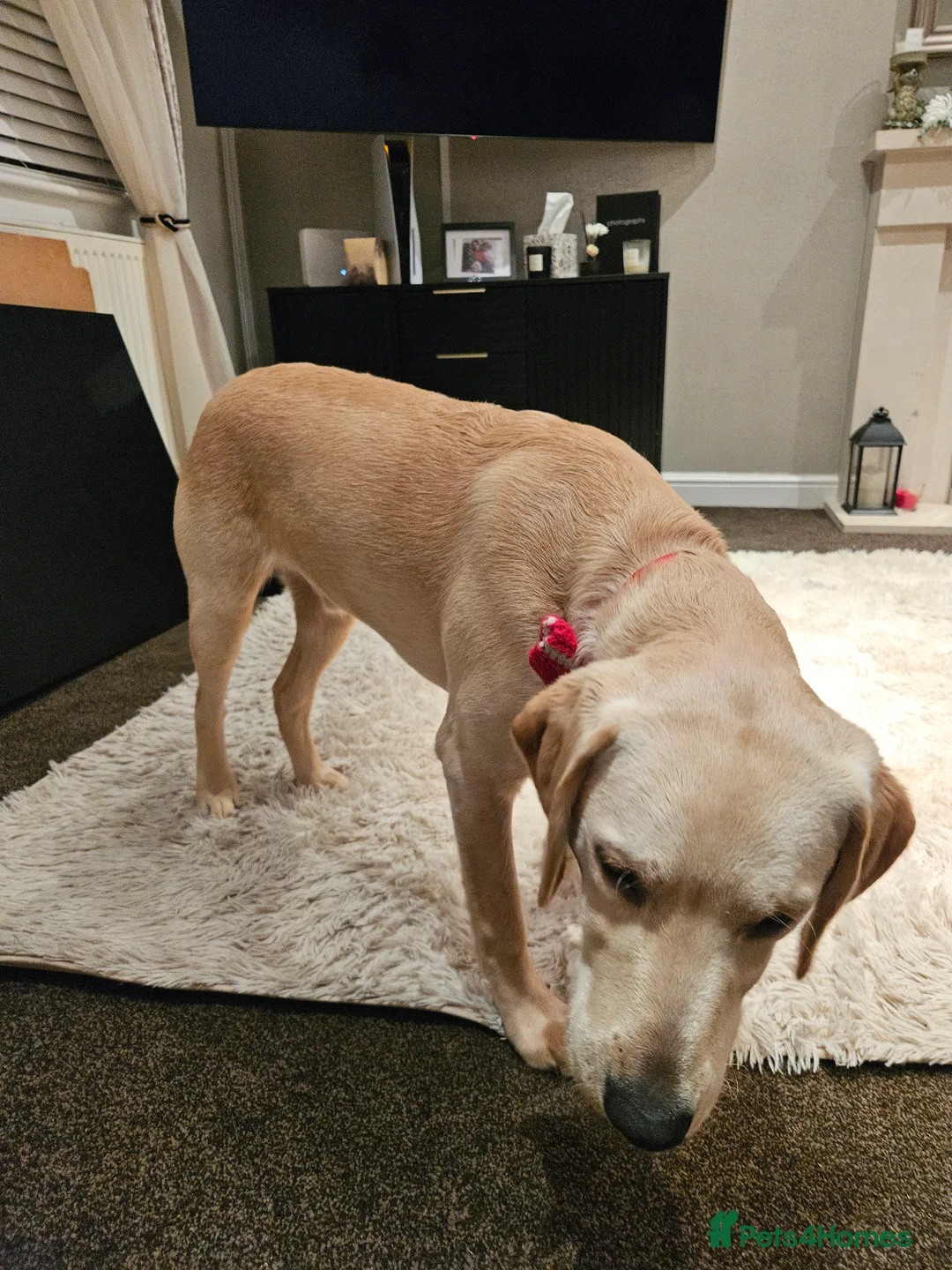 Labrador Retriever dogs for sale: 7-Month-Old Labrador for Rehoming - Advert 1