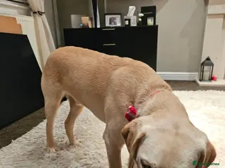 Labrador Retriever dogs 7-Month-Old Labrador for Rehoming - Advert 18