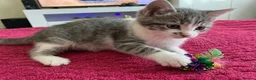 Mixed Breed cats for sale: Kittens  - Advert 3