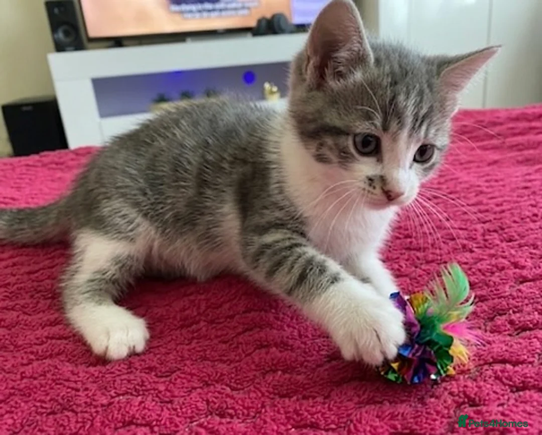 Mixed Breed cats for sale: Kittens  - Advert 3