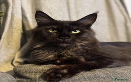 Maine Coon cats for sale: Registered TICA Blue Smoke Maine Coon Kittens - Image 6