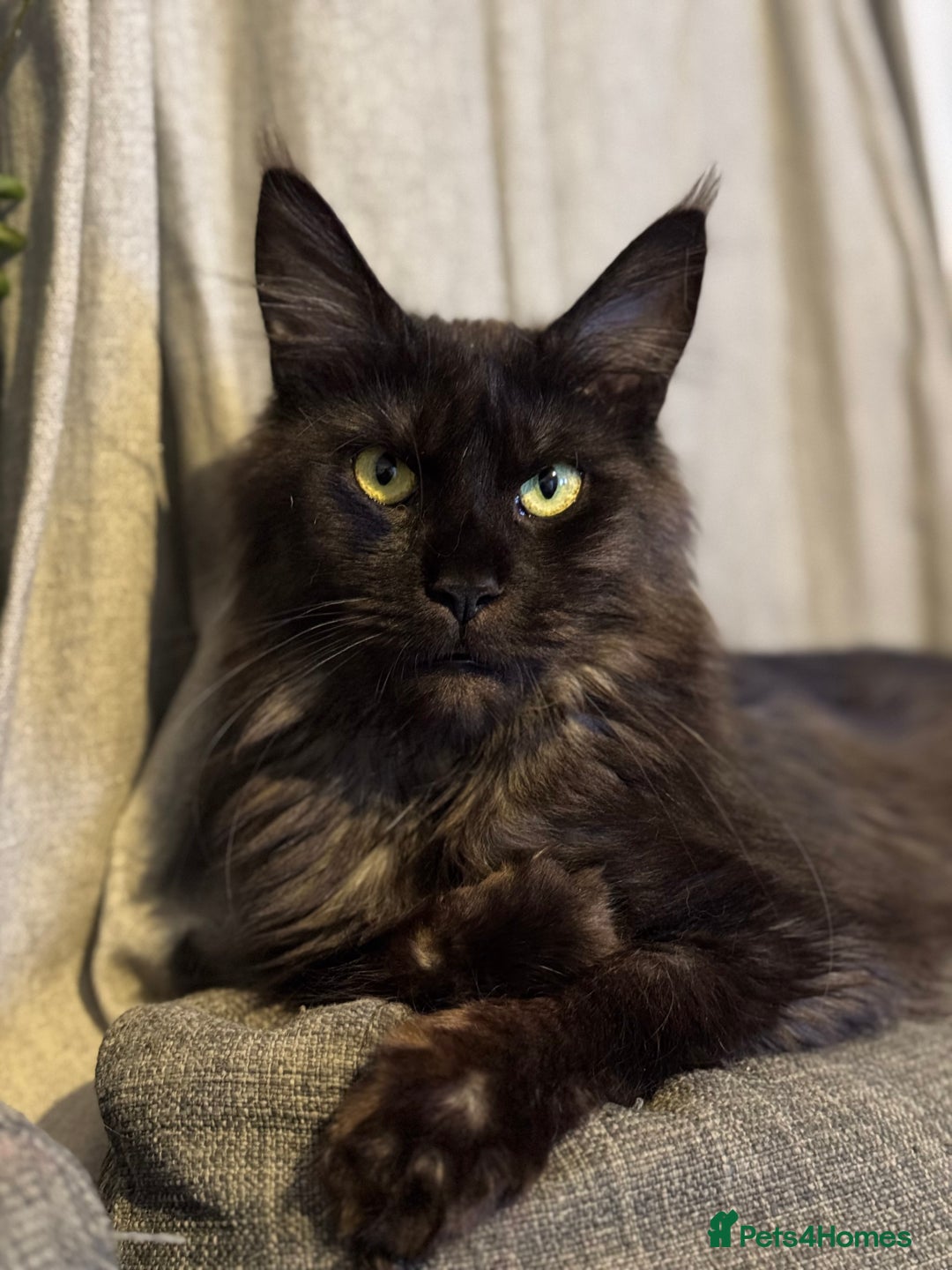 Maine Coon cats for sale: Registered TICA Blue Smoke Maine Coon Kittens - Image 6