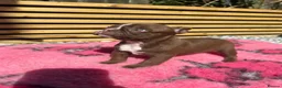 Boston Terrier dogs for sale: KC Registered Boston Terrier pups  - Advert 9