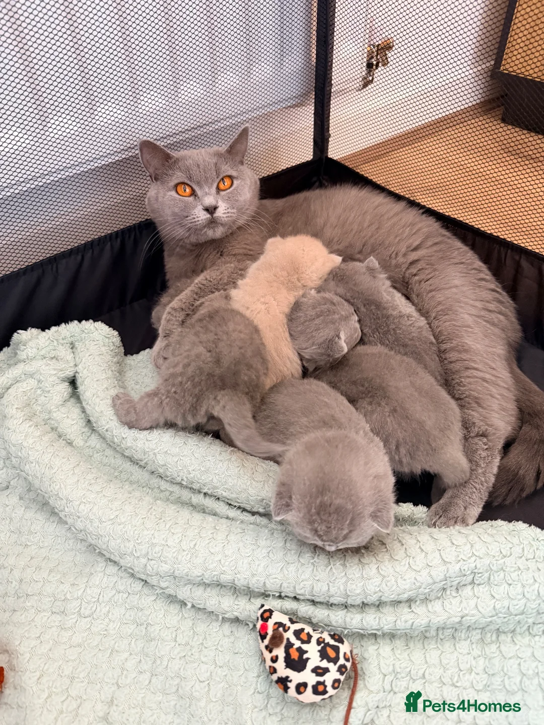 British Shorthair cats for sale: 👑 Stunning British Shorthair Kittens with GCCF 🐾 - Advert 2