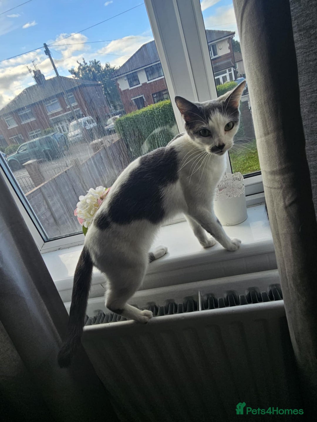 Mixed Breed cats for sale: Gracie – Petite Beauty Seeking ~ happy ever after  - Image 3