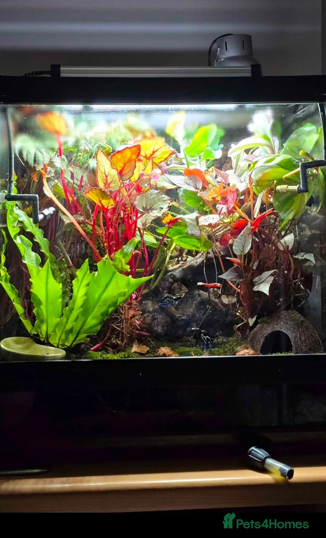 Frog reptiles for sale: 🌿🐸 Bioactive Dart Frog Vivarium – Fully Planted, - Advert 6