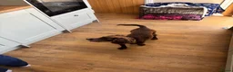 Cocker Spaniel dogs for sale: Mouse in Hull - Advert 8