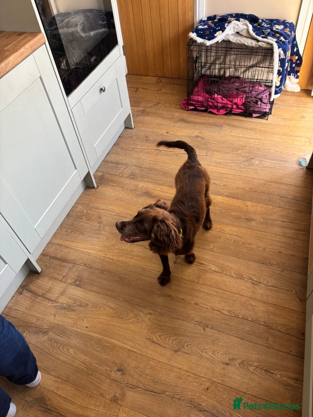 Cocker Spaniel dogs for sale: Mouse in Hull - Advert 8