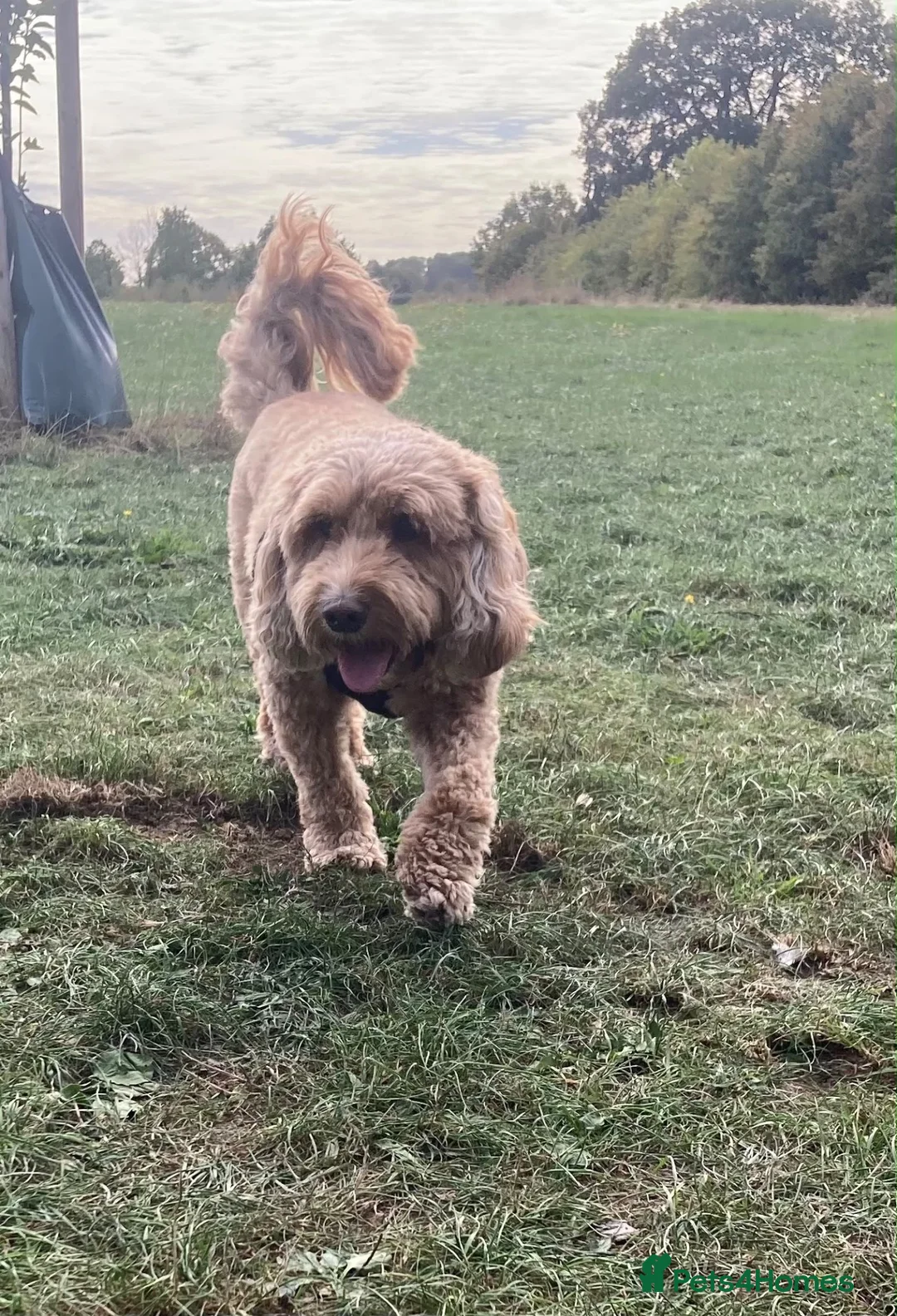 Cockapoo dogs for sale: Cockapoo for sale 5 years old  - Advert 2