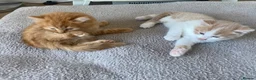 American Shorthair cats for sale: 2 Gorgeous boys - Advert 6