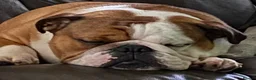 English Bulldog dogs for stud: Full Breed Bulldog for stud - Advert 10