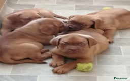 Dogue De Bordeaux dogs for sale: Gorgeous DOUGUE Babies - Image 19