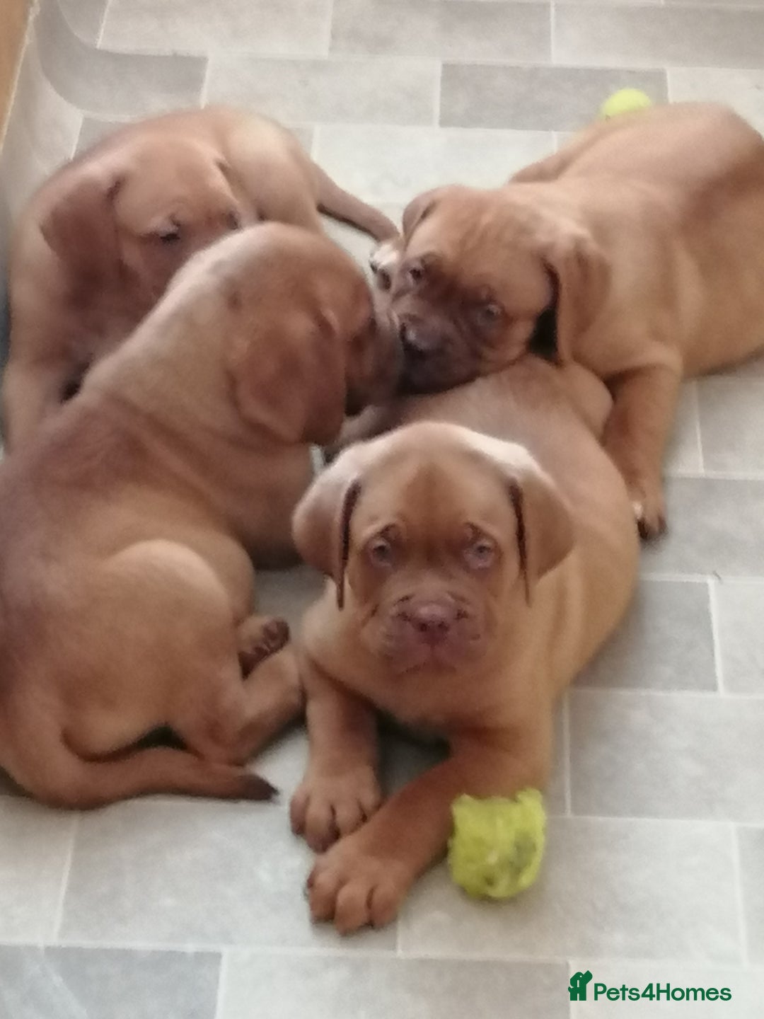 Dogue De Bordeaux dogs for sale: Gorgeous DOUGUE Babies - Image 19