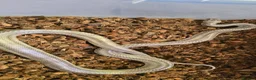 Mixed Breed reptiles for sale: Ball Pythons And Corn Snake For Sale - Advert 13