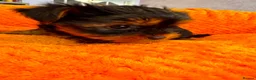 Yorkshire Terrier dogs for sale: Yorkshire terrier puppies  - Advert 9