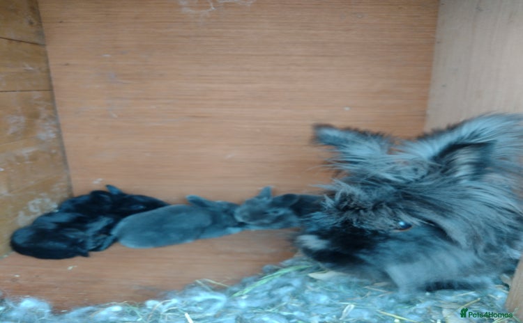 Angora rabbits - Advert 3