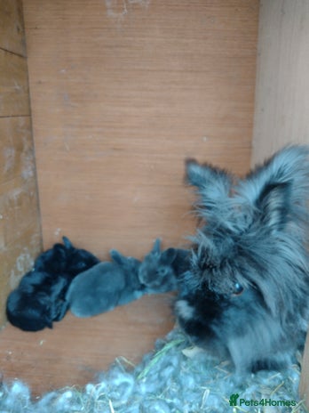 Angora rabbits - Advert 2