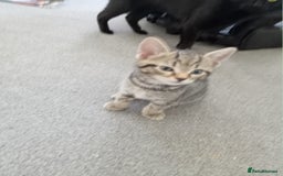 Domestic Shorthair cats for sale: 2 cute male kittens  - Image 5