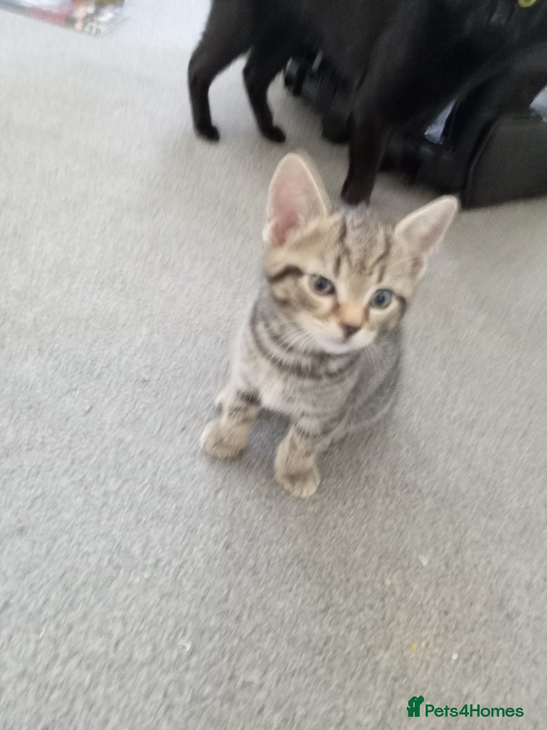 Domestic Shorthair cats for sale: 2 cute male kittens  - Image 5