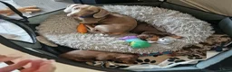 Miniature Dachshund dogs for sale: Agata Szymczak - Advert 6