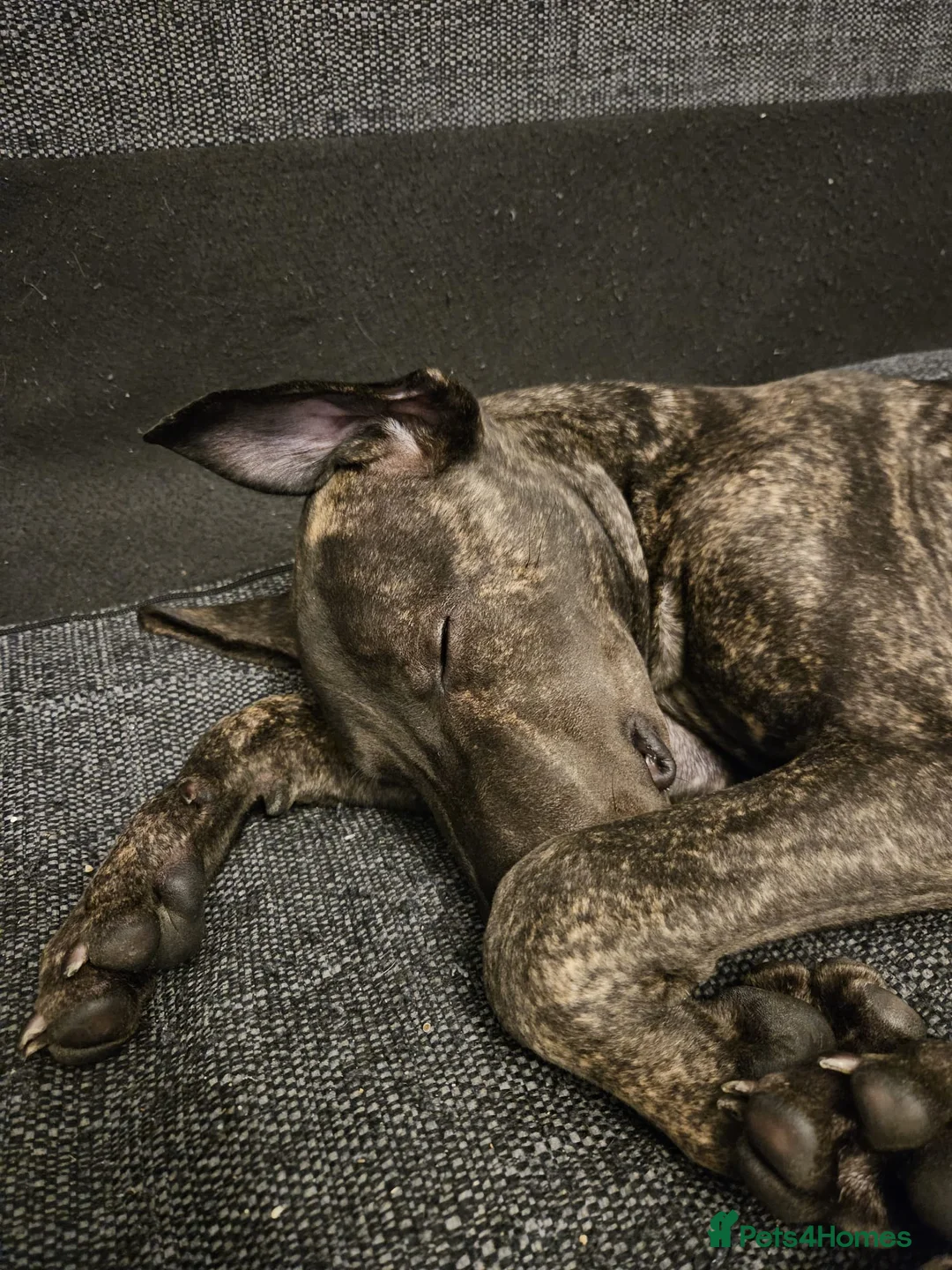 Mixed Breed dogs for sale: LOKI, gorgeous cross breed - Advert 2