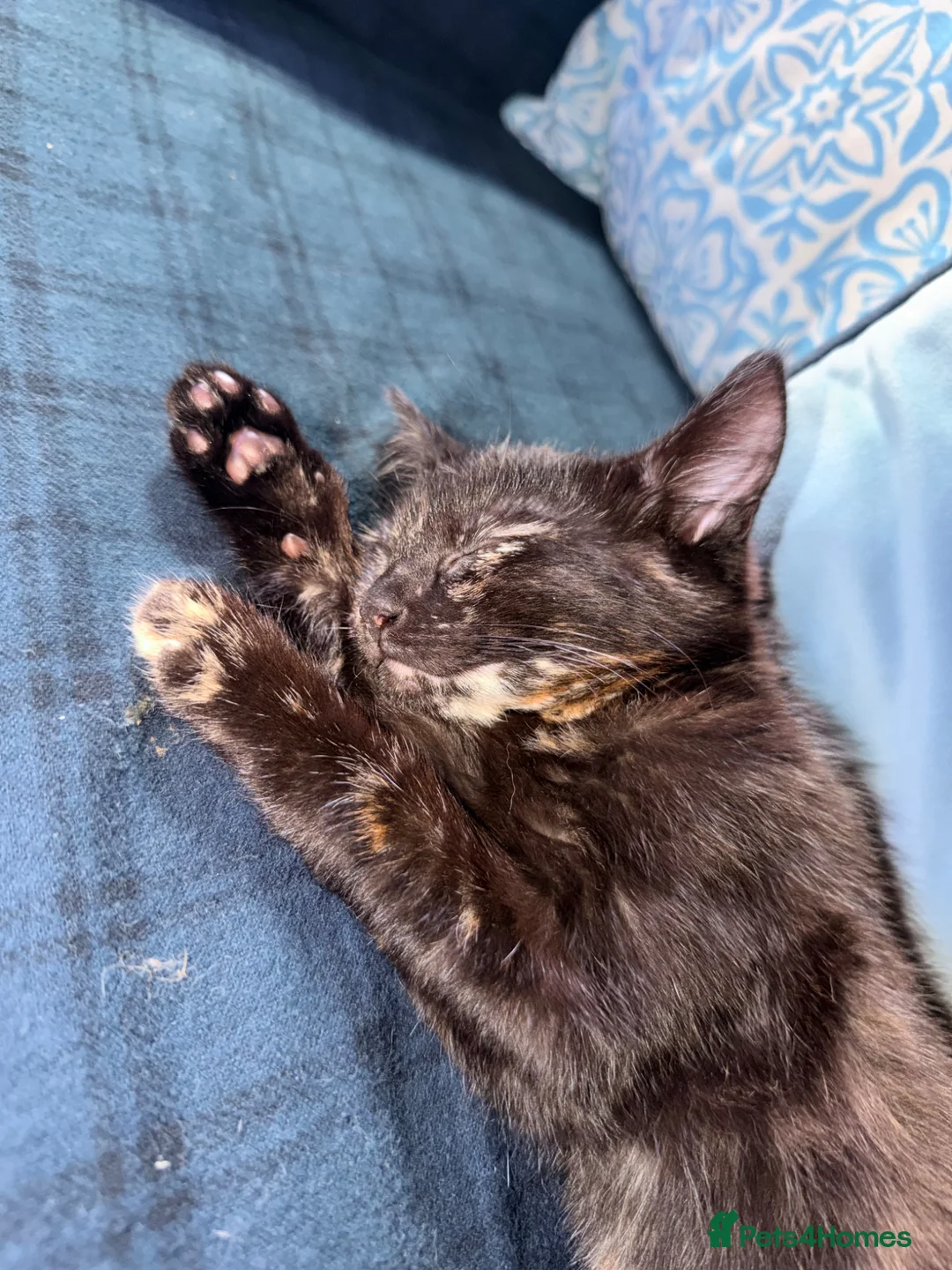 Domestic Shorthair cats for sale: 2 baby tortioushell kittens left - Advert 2