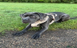 Cane Corso dogs for sale: Cane corso looking for loving home - Image 3
