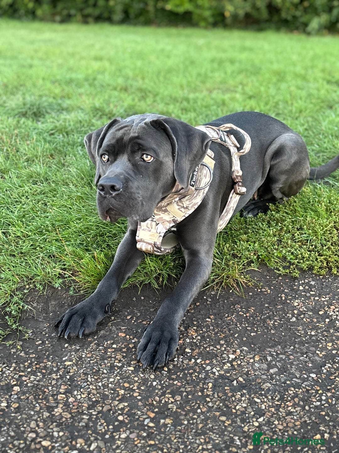 Cane Corso dogs for sale: Cane corso looking for loving home - Image 3