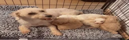 Mixed Breed dogs for sale: Stunning Toy Breed Shihpoo x Poochon - Advert 7