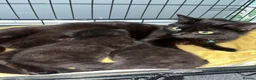 Mixed Breed cats for sale: Mix breed Black female kittens  - Advert 3