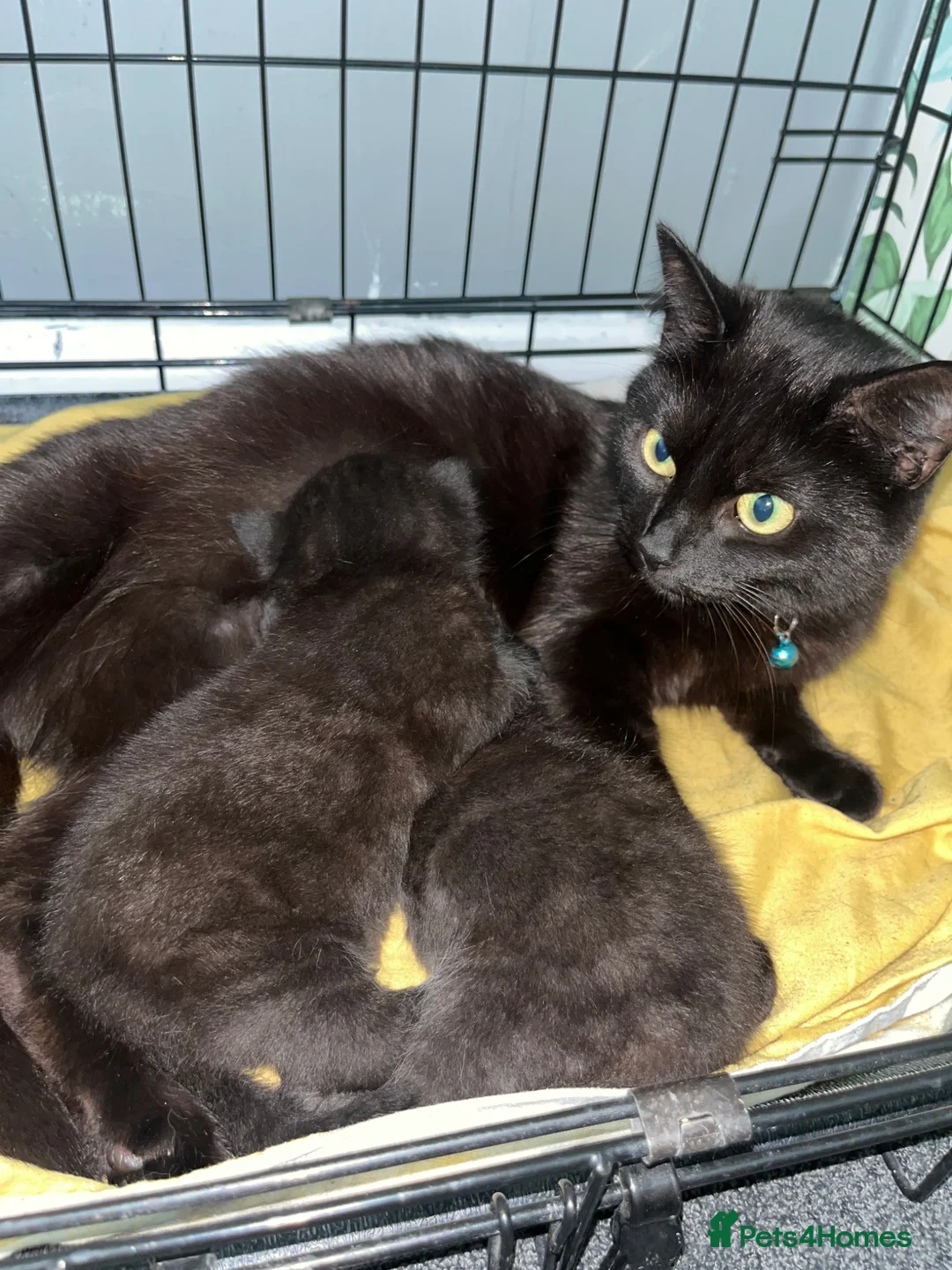 Mixed Breed cats for sale: Mix breed Black female kittens  - Advert 3
