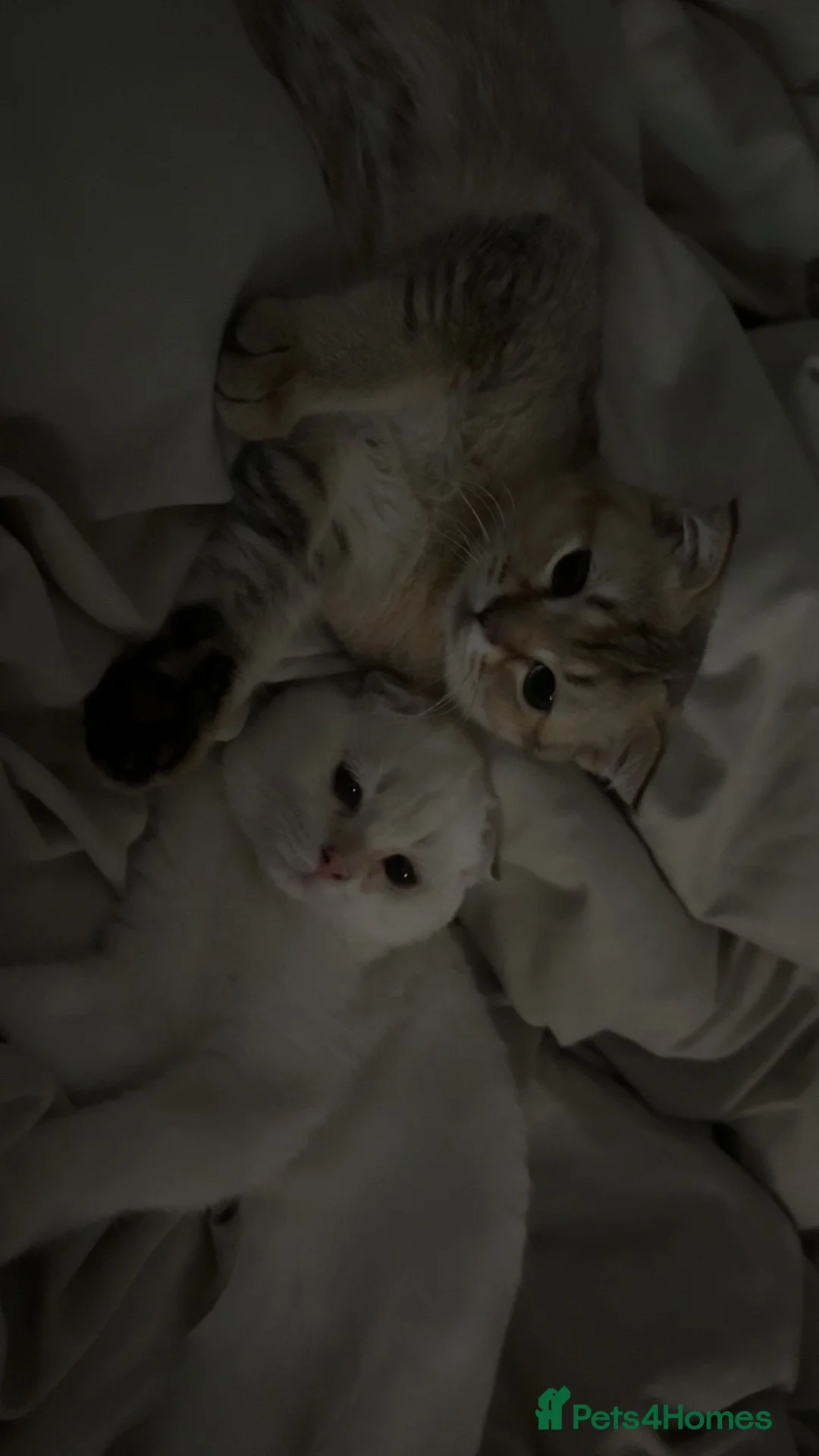 Scottish Fold cats for sale: 2 Scottish fold Kittens  - Advert 9